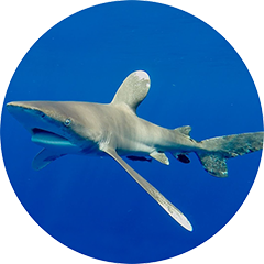 Oceanic Whitetip Shark Tagging