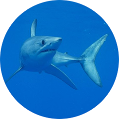 Shortfin Mako Shark Tagging